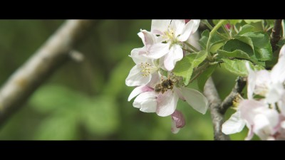 NEARBEES (STARTNEXT)